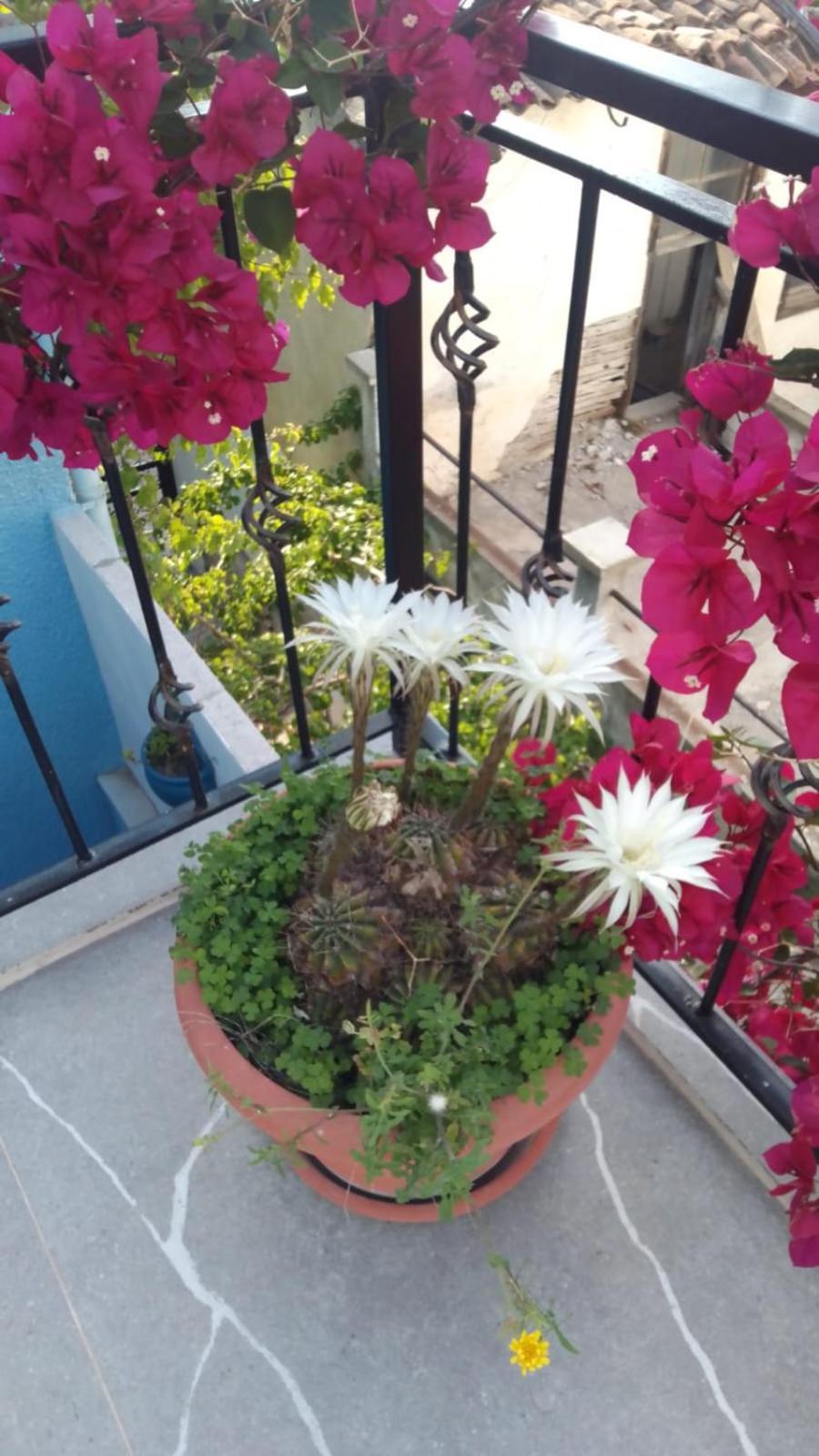 Casa Magnolia Boutique Rooms Kusadasi Exterior photo